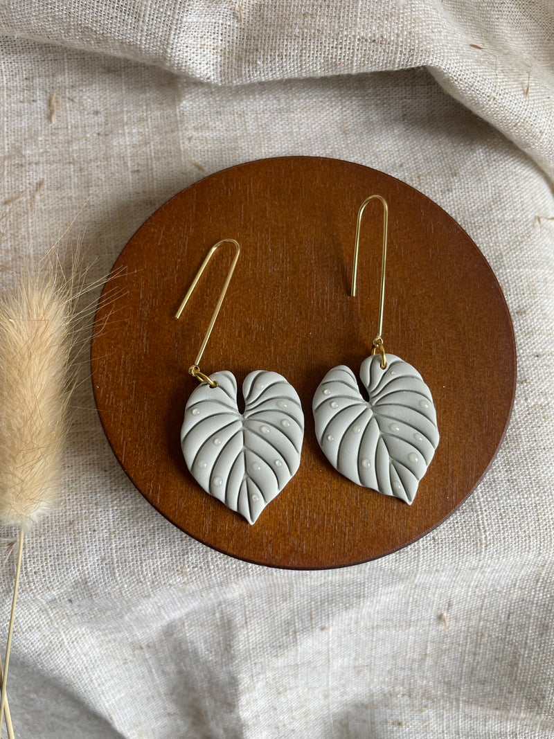 Philodendron leaf
