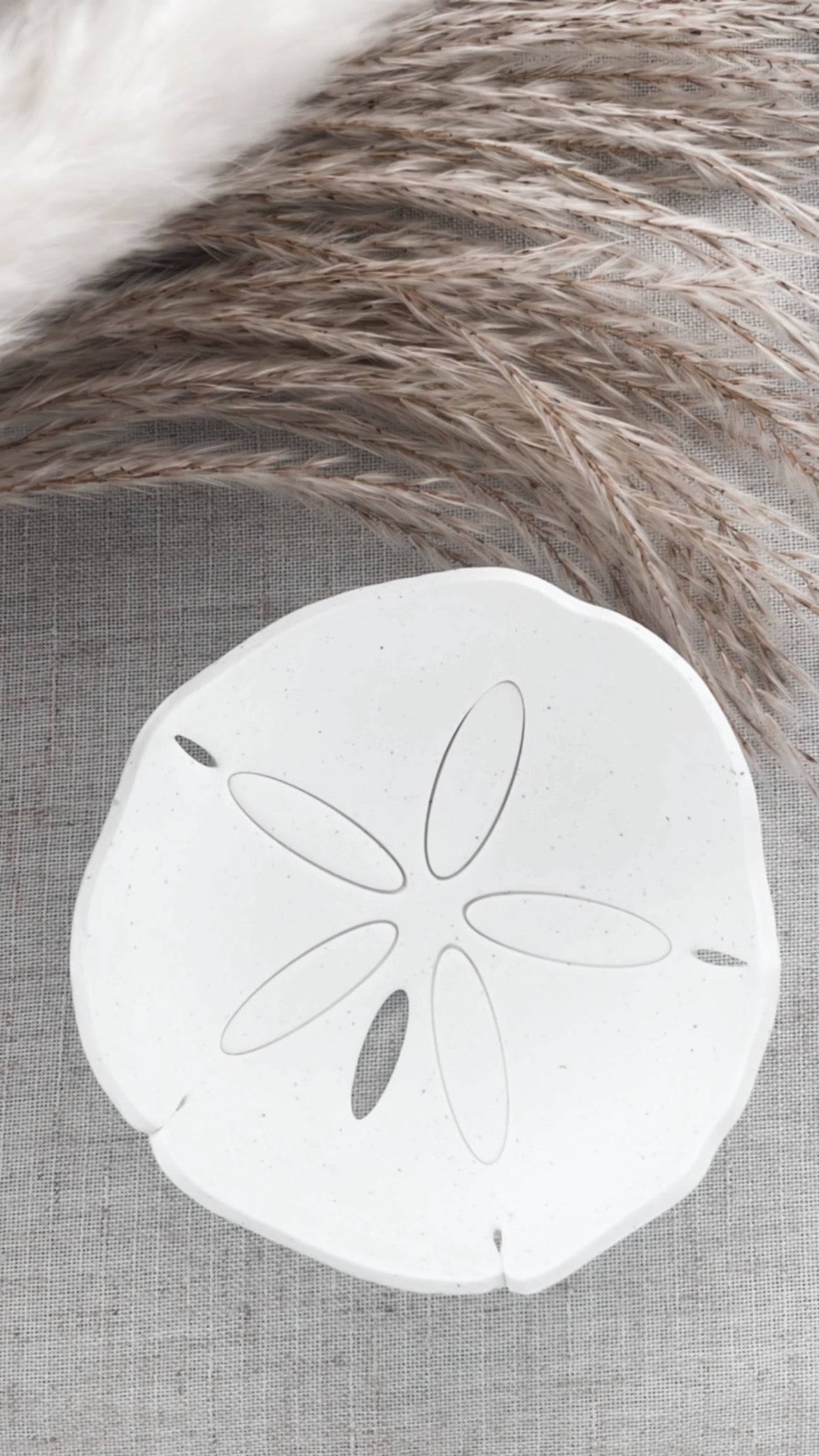 Sand dollar trinket dish